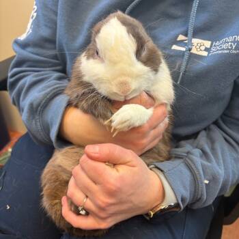 Rescue Satin Rabbits for Adoption in South Burlington, Vermont - Bunilla Ice - Available From Foster | PetCurious