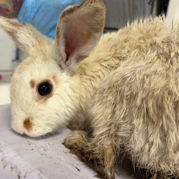 Buttons -  American Rabbit for Adoption in Tampa, Florida - Buttons | PetCurious