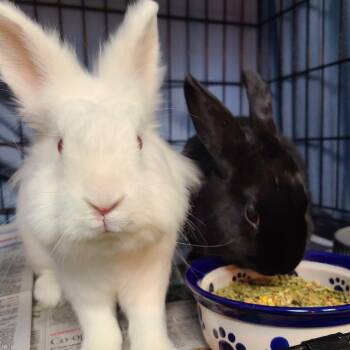 Rescue Bunny Rabbit Rabbits for Adoption in Gansevoort, New York - Letti | PetCurious