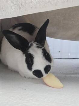 Bķatrice -  Bunny Rabbit Rabbit for Adoption in Montreal, Quebec - Bķatrice | PetCurious