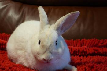 Cobe -  American Rabbit for Adoption in Garland, Texas - Cobe | PetCurious