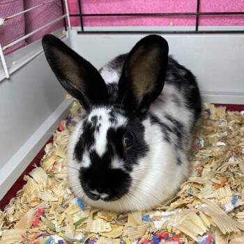 Zorro -  English Spot Rabbit for Adoption in Roanoke, Virginia - Zorro | PetCurious