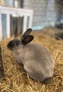 Rex Rabbits Available for Adoption - India | PetCurious