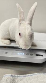 Souffle -  Bunny Rabbit Rabbit for Adoption in Sacramento, California - Souffle | PetCurious