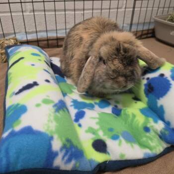 Lion -  Holland Lop Rabbit for Adoption in Hampton Bays, New York - Lion | PetCurious