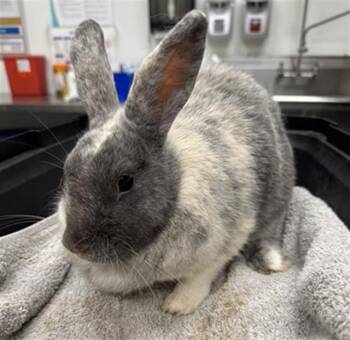 ATHENA -  Bunny Rabbit Rabbit for Adoption in Camarillo, California - ATHENA | PetCurious