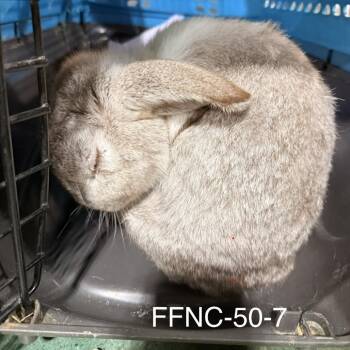 Timmy -  American Rabbit for Adoption in Winston-salem, North Carolina - Timmy | PetCurious