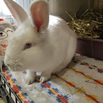 Lionhead Rabbits Available for Adoption - Chuckie (South Surrey) | PetCurious