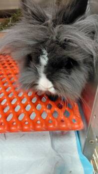 Skunk -  Bunny Rabbit Rabbit for Adoption in Cincinnati, Ohio - Skunk | PetCurious