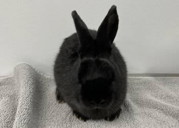 Bunny Rabbit Rabbits Available for Adoption in Westford, Massachusetts - Lox | PetCurious