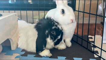 Rescue Holland Lop and Hotot Rabbits for Adoption in Los Angeles, California - Gianni & Viola | PetCurious