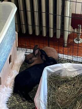Fia (adopted with Silas) -  Bunny Rabbit Rabbit for Adoption in Westbrook, Maine - Fia (adopted With Silas) | PetCurious