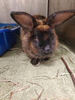 Viola -  American Rabbit for Adoption in Key West, Florida - Viola | PetCurious
