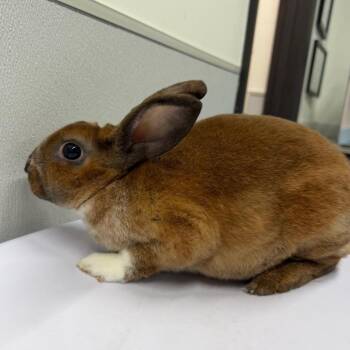 Thyme -  American Rabbit for Adoption in Tampa, Florida - Thyme | PetCurious