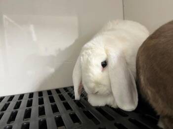 Lop Eared Rabbits Available for Adoption in Pflugerville, Texas - Yuki / Kuri | PetCurious