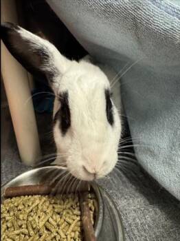 SUKI -  Bunny Rabbit Rabbit for Adoption in Woodland, California - SUKI | PetCurious