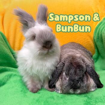 Rescue Lionhead Rabbits for Adoption in Roseville, California - Sampson (bonded With BunBun) | PetCurious