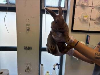 Massachussetts -  Bunny Rabbit Rabbit for Adoption in New York, New York - Massachussetts | PetCurious