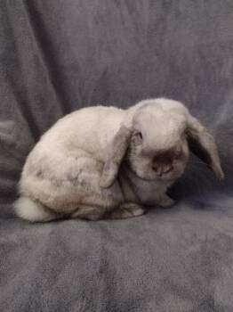 Holland Lop Rabbits Available for Adoption in Plymouth, Michigan - Scotlyn | PetCurious