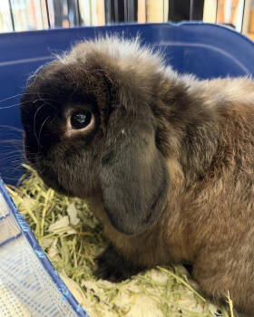 Rescue Lop Eared Rabbits for Adoption in Houston, Texas - Kevin | PetCurious