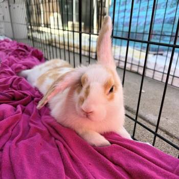 KODA -  Bunny Rabbit and French Lop Rabbit for Adoption in San Jose, California - KODA | PetCurious