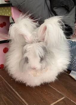 Hula Boop -  Angora Rabbit Rabbit for Adoption in San Antonio, Texas - Hula Boop | PetCurious
