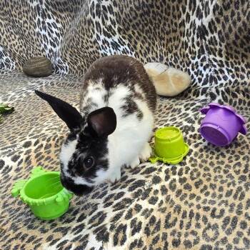 Rescue Bunny Rabbit Rabbits for Adoption - Umbreon (ADULT MALE) - NEEDS A FOSTER | PetCurious