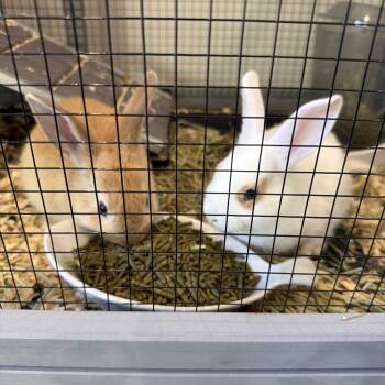 Peanut & Pinkie -  Mini Rex Rabbit Available for Adoption in Gig Harbor, Washington - Peanut & Pinkie | PetCurious