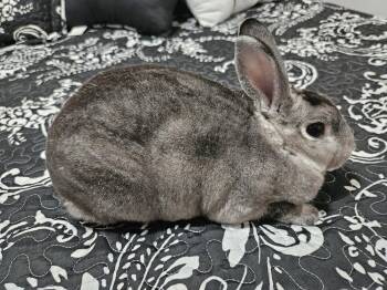 Rex Rabbits Available for Adoption in Deltona, Florida - Chaupette | PetCurious