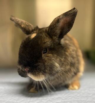 Patrick Swayze -  American Rabbit for Adoption in Oakland, California - Patrick Swayze | PetCurious