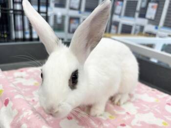 Frankie -  Dwarf Rabbit for Adoption in Westford, Massachusetts - Frankie | PetCurious
