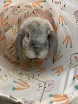 Dumbledore-Companion To Hagrid -  Holland Lop Rabbit for Adoption in Stratham, New Hampshire - Dumbledore-Companion To Hagrid | PetCurious
