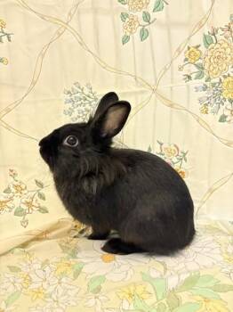 Josie -  Lionhead and Bunny Rabbit Rabbit Available for Adoption in Quakertown, Pennsylvania - Josie | PetCurious