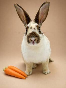 Bambi (Bonded W/ Kale) -  American Rabbit for Adoption in Bowling Green, Kentucky - Bambi (Bonded W/ Kale) | PetCurious