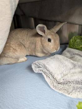 Rescue Bunny Rabbit Rabbits for Adoption in Montreal, Quebec - Lulu | PetCurious