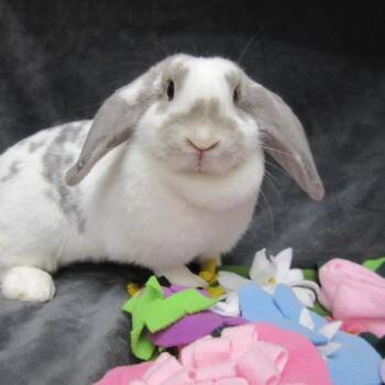 Susan -  Mini Lop Rabbit for Adoption in Wilmington, Delaware - Susan | PetCurious