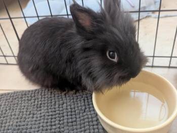 Rescue Lionhead Rabbits for Adoption in Wekiwa Springs, Florida - Miso | PetCurious