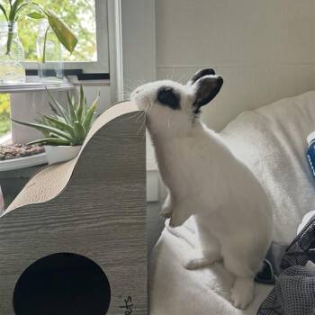 Rescue Hotot Rabbits for Adoption in South Burlington, Vermont - Bunson Boone - Available From Foster | PetCurious