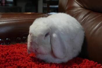 Casper -  American Fuzzy Lop Rabbit for Adoption in Garland, Texas - Casper | PetCurious