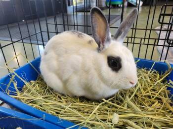 Rescue Bunny Rabbit Rabbits for Adoption in Palo Alto, California - COSMO | PetCurious