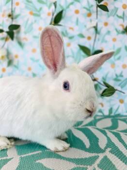 Bunny Rabbit Rabbits Available for Adoption in Long Beach, California - Dewdrop | PetCurious