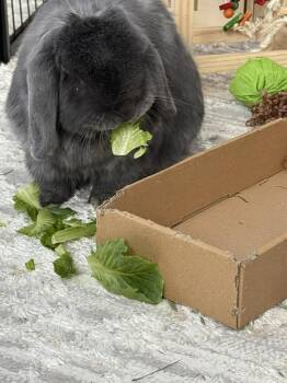 Lop Eared Rabbits Available for Adoption in Westbrook, Maine - Wallace | PetCurious