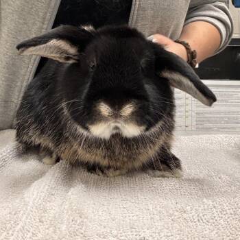 Gansito -  Holland Lop Rabbit for Adoption in Murray, Utah - Gansito | PetCurious