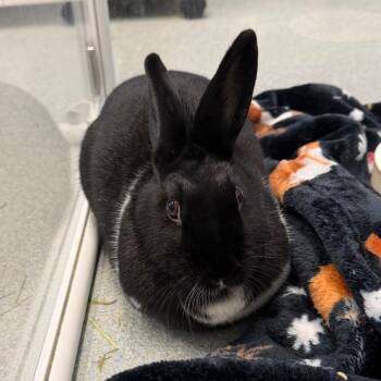 Rusty -  Dutch Rabbit for Adoption in Chicago, Illinois - Rusty | PetCurious