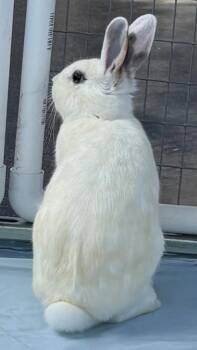 Hotot and Dwarf Rabbits Available for Adoption - PEPPERMINT PATTY | PetCurious