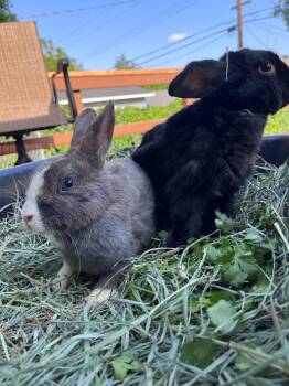 Rescue Dutch and Holland Lop Rabbits for Adoption in Los Angeles, California - Pepper & Kaylo | PetCurious