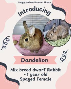 American Rabbits Available for Adoption - Dandelion  | PetCurious