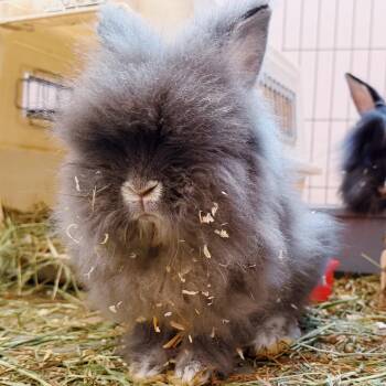 Cutie Patootie -  Lionhead Rabbit Available for Adoption in Roberts Creek, British Columbia - Cutie Patootie | PetCurious