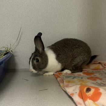 American Rabbits Available for Adoption in Pittsburgh, Pennsylvania - Fred | PetCurious