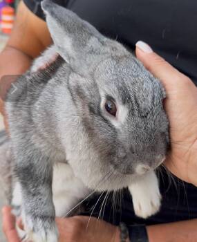 Rescue Chinchilla and Bunny Rabbit Rabbits for Adoption - MELODY (Adopt Or Foster) | PetCurious